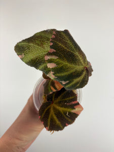 Begonia solimutata Variegated 3