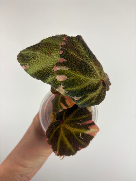 Begonia solimutata Variegated 3