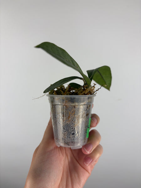 Hoya aff forbesii silver 4