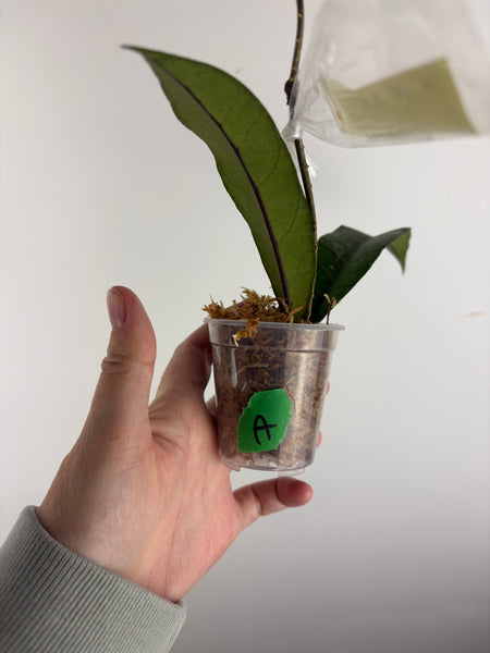 hoya sp aceh enma/elma