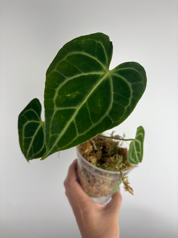 Anthurium King clari original Indonesia B
