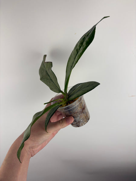 Hoya Buntokensis purnama