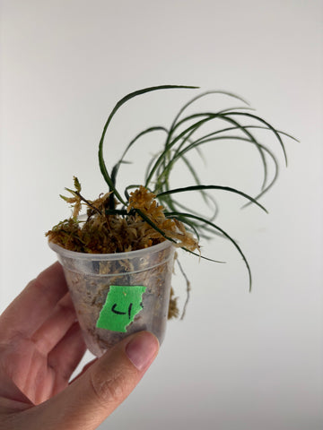 Hoya stenophylla 4