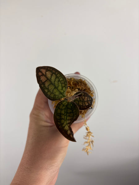 Jewel orchid sp papua D