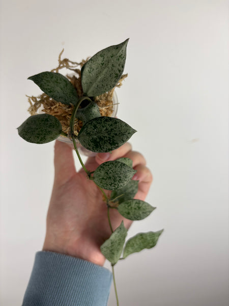 hoya lacunosa moonshine A