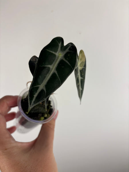 Alocasia bambino pink