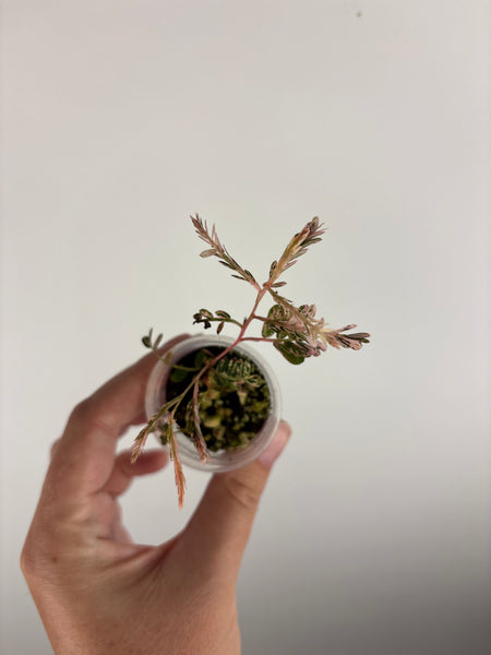 Phyllanthus Urinaria Pink Variegated ('Sensitive Plant')