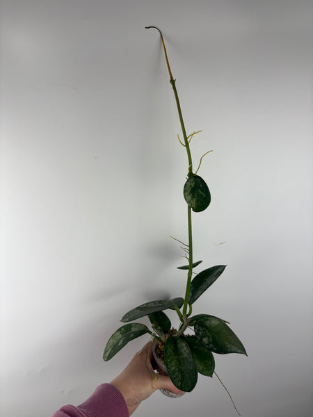 Hoya diversifolia maha dewi 4