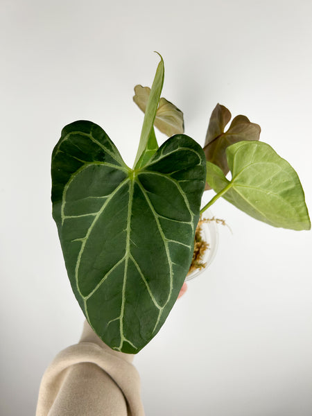 Anthurium stingray hybrid mutation