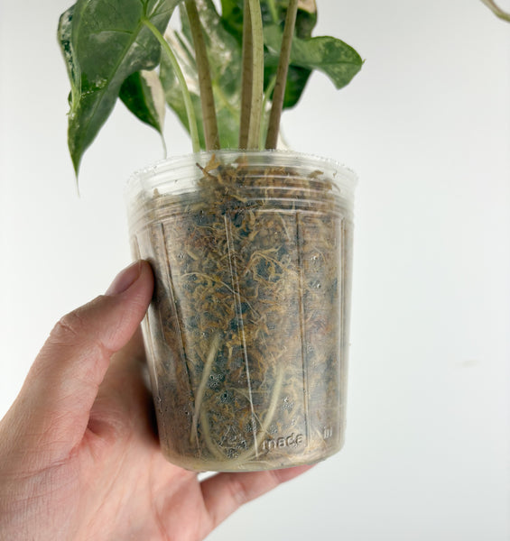 Alocasia amazonica polly variegated C