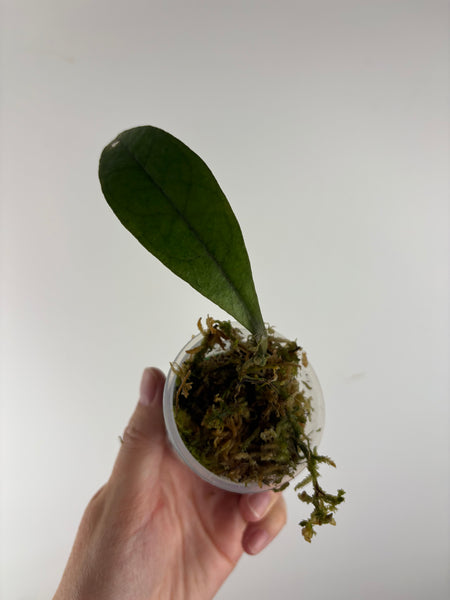 Hoya aff forbesii silver 4 AS IS