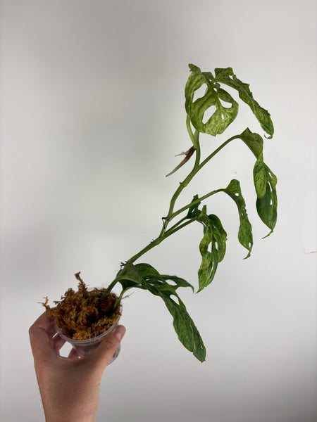 Monstera laniata mottled