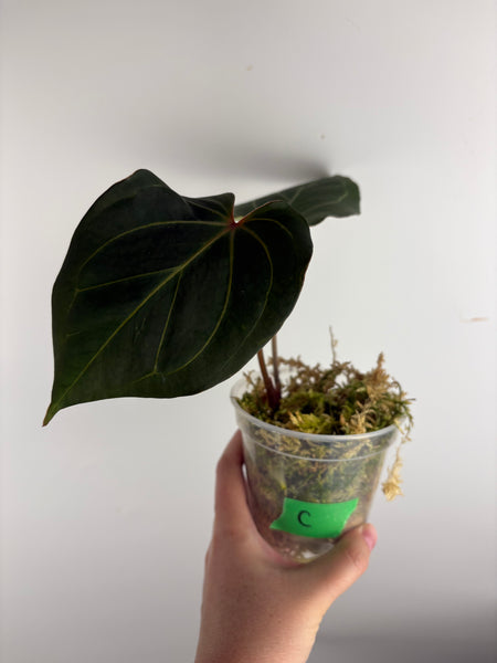 Anthurium blue papi x Michelle C