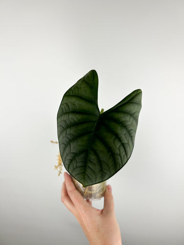 Alocasia silver streak A