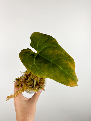 Anthurium bison A as is