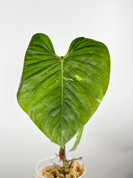 Philodendron sodiroi C AS IS