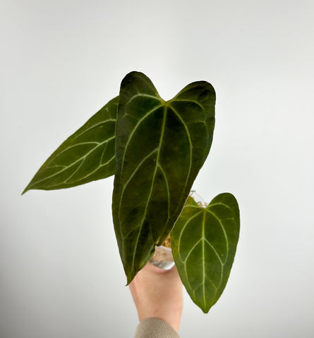 Anthurium portillae indo x  crystallinum dark form B