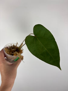 Anthurium velvet mask x papillilaminum 8