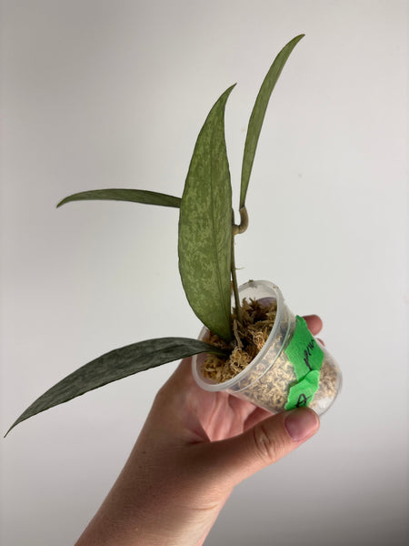 Hoya finlaysonii 'Panggha' silver A