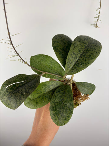 Hoya sp kapuas hulu silver 1
