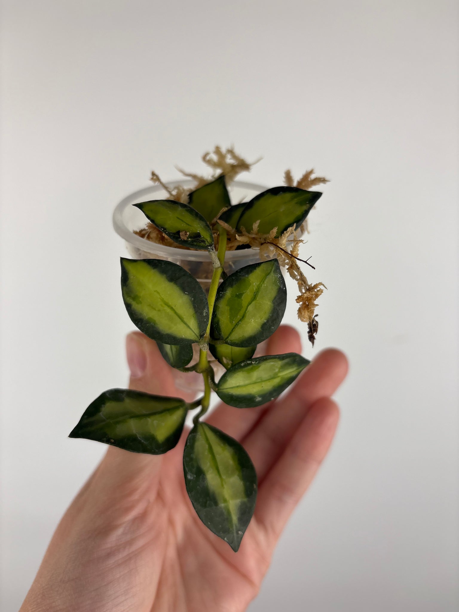 Hoya lacunosa queen midori 5