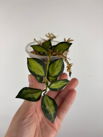 Hoya lacunosa queen midori 5