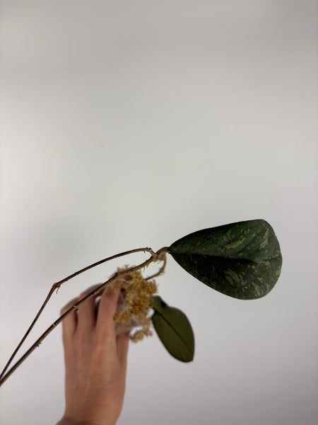 Hoya Meredithii bengkulu splash 3