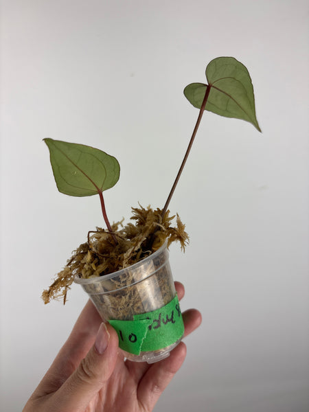 Anthurium blue papi seed 10