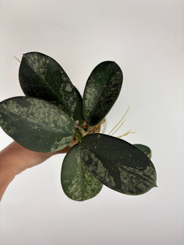 Hoya diversifolia maha dewi 4