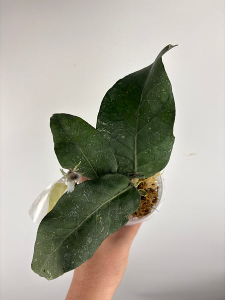 hoya Sp aceh gunung kulam B