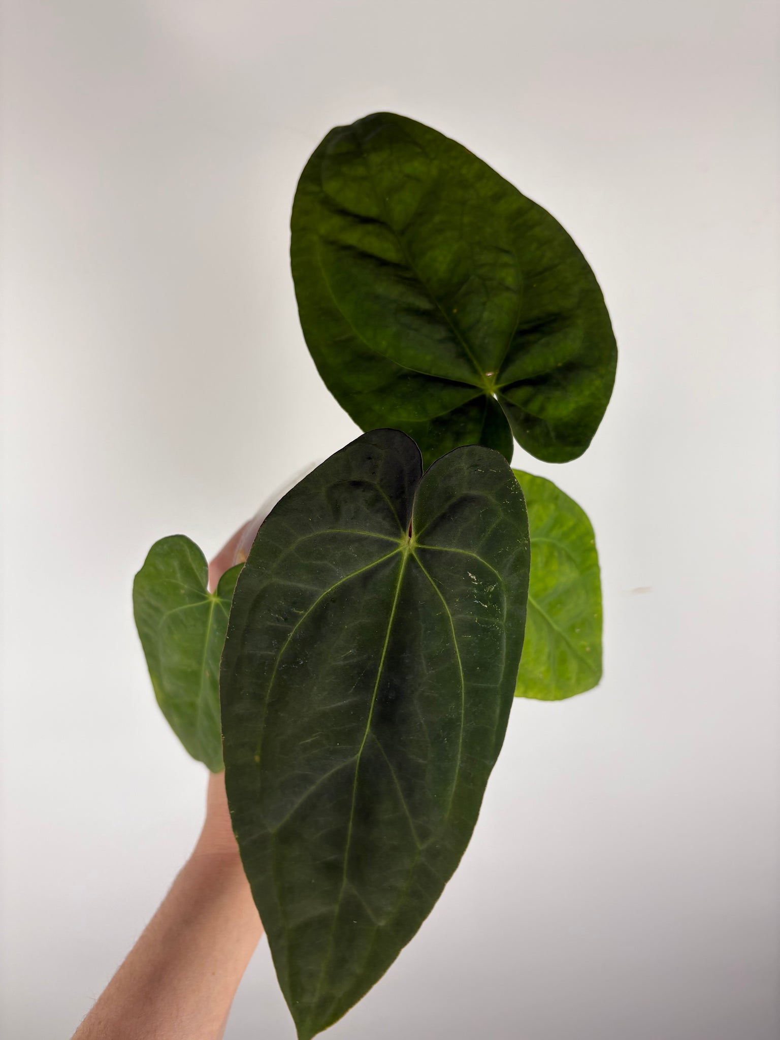 Anthurium (Zara x Michelle) x dressleri