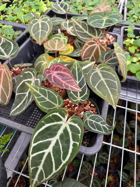 anthurium red velvet cake x dark handsome x dreamwaver (Thailand) unacclimated