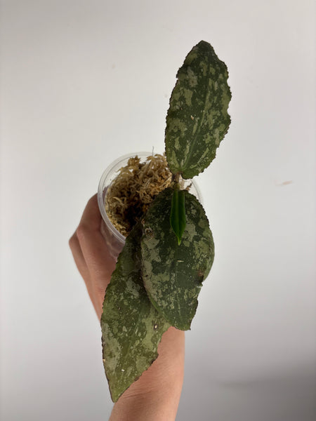 Hoya Undulata purple silver B1