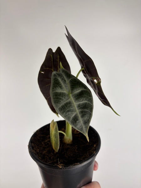 Alocasia Watsoniana albo variegated E