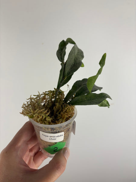 hoya amicabilis silver 2