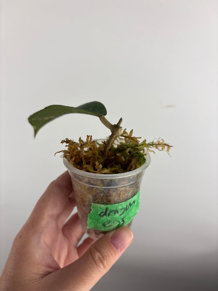 Hoya aceh dragon egg