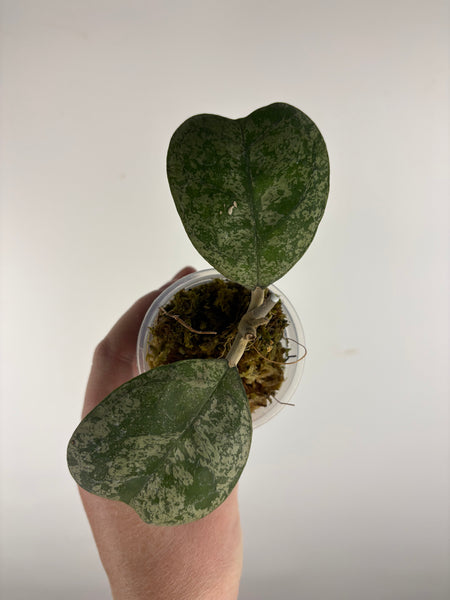 hoya deykeae morning dew B