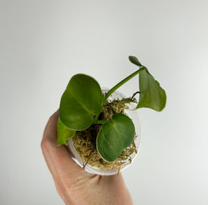 Philodendron rugosum C