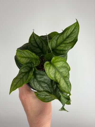 Monstera siltepecana 4 inch