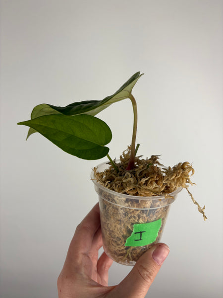 Anthurium red spider x luxurians I