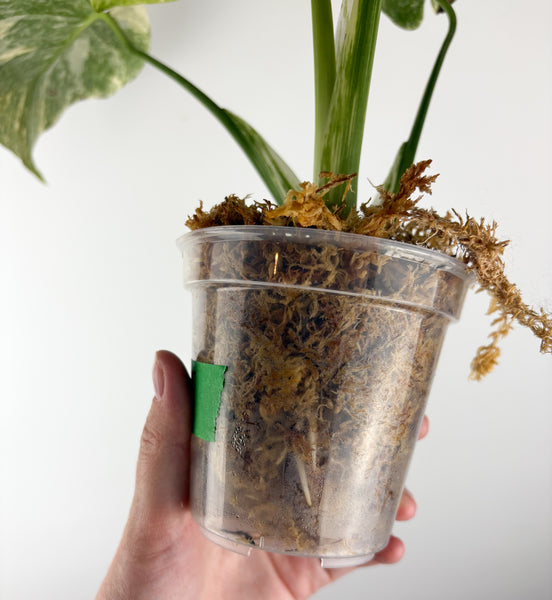 Monstera deliciosa green snow E