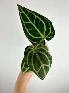 Anthurium minahasa D