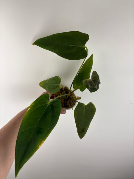 Anthurium Fort Sherman x legend