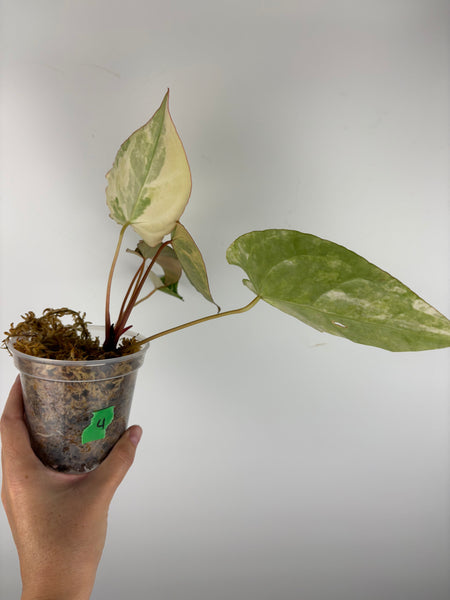 Anthurium crystallinum variegated 4 - double growth point