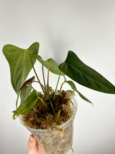 Anthurium subsignatum x papillilaminum B