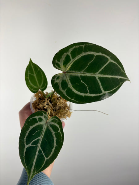 Anthurium Black crystal x red crystal D