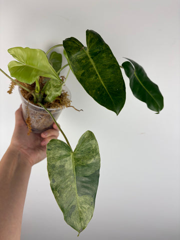 Philodendron burle Marx x verde