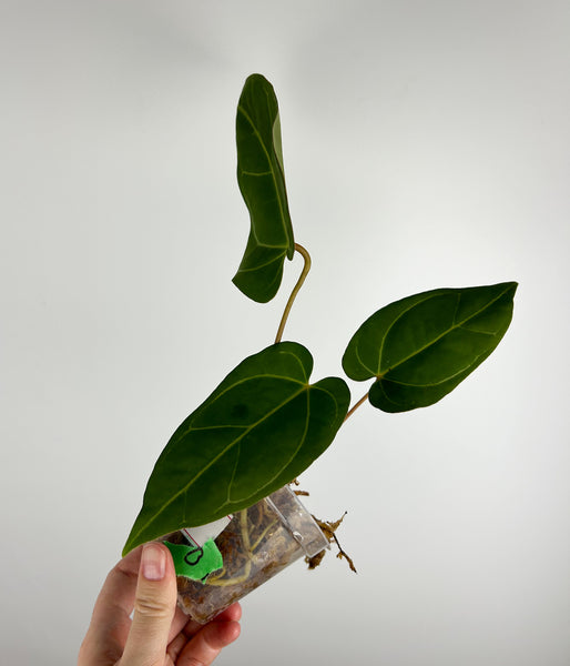 Anthurium crystallinum Dark form x papillilaminum red stem B