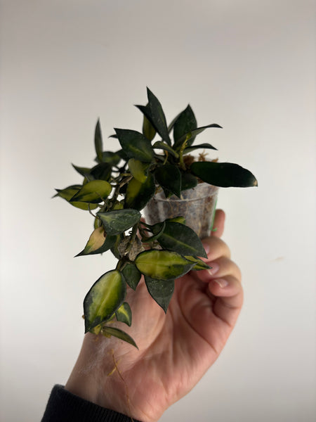 hoya lacunosa illumi B