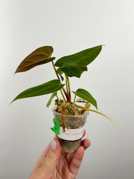 Anthurium papi red stem x subsignatum C